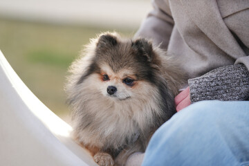 Close-up portrait of a fluffy Pomeranian with woman