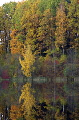 Autumn forest reflection by the pond