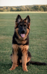 German shepherd puppy sitting on grass in natural outdoor setting