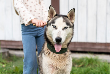 Young girl with husky dog outdoors in a garden setting