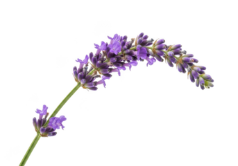 A single stem of purple lavender flower isolated on transparent background