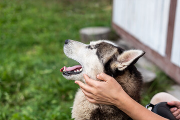 Content husky enjoys gentle human interaction in sunny backyard © Rodica