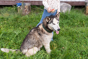 Young caucasian girl brushing siberian husky dog in green garden scene