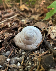Weißes Schneckenhaus auf brauner Erde am Waldboden