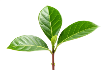 Close-up of a small, vibrant green seedling with three prominent leaves emerging from a thin stem, symbolizing growth and new beginnings in nature