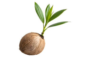 Young coconut sprout growing from a whole coconut with green leaves and stem, isolated on a white background, representing new life and growth
