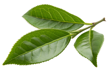 Fresh green tea leaves on a branch, isolated on a white background, showcasing the vibrant color and texture of this popular plant