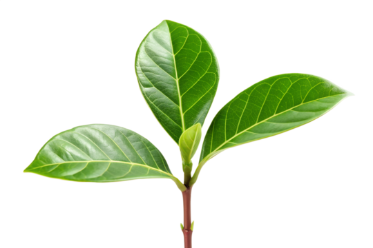 Close-up of a small, vibrant green seedling with three prominent leaves emerging from a thin stem, symbolizing growth and new beginnings in nature - Powered by Adobe