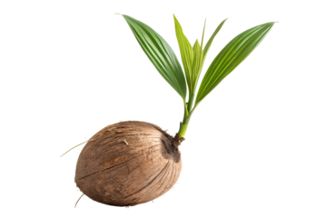 Fresh green coconut with brown husk on a palm tree, a healthy tropical fruit in nature