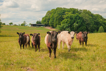 Fototapeta premium A cluster of cows gazing at the camera while standing in the field