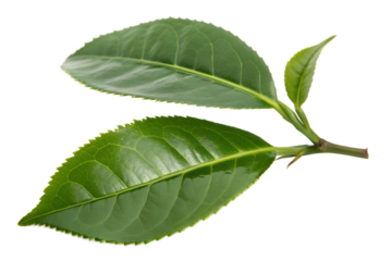 Fresh green leaf isolated macro close-up on a white background with prominent veins for botany and nature projects