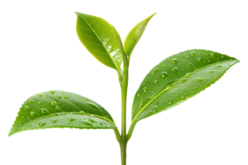 Fresh green leaf or plant branch isolated on white background with spring growth and natural foliage closeup