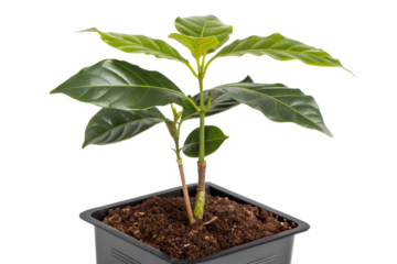Young green seedling plant with small leaf growing in soil and dirt in a white pot, symbolizing new life, nature, and agriculture growth