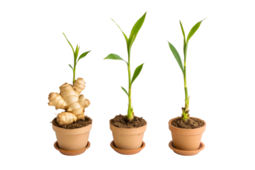 Stages of Ginger Plant Growth in Pots From Rhizome to Seedling, Illustrating Natural Development and Cultivation