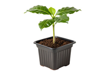 A small coffee plant seedling with vibrant green leaves, grown in a black plastic pot with soil, isolated on a white background, symbolizing growth and new beginnings