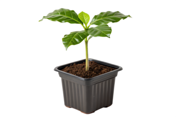A small coffee plant seedling with vibrant green leaves, grown in a black plastic pot with soil, isolated on a white background, symbolizing growth and new beginnings