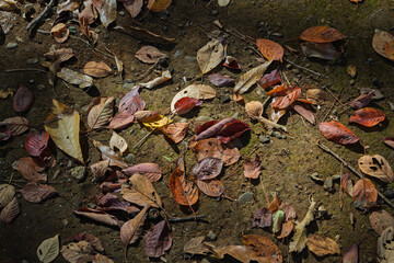 土の地面に落ちた紅葉