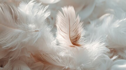 Soft focus on the feathers, creating a dreamy and ethereal feeling, each feather unique in its shape and texture. Delicate feathers arranged together