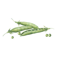 Composition with pods and seeds of green peas. Watercolor illustration hand drawn and isolated on a white background. Perfect for design packing of food, postcard, posters, other polygraph, tableware