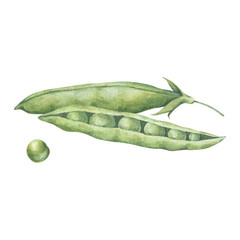 Composition with two pods and seeds of green peas. Watercolor illustration hand drawn and isolated on a white background. Perfect for design packing of food, poster, card, other polygraph, tableware.