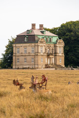Resting deer in front of Eremitageslottet (castle)