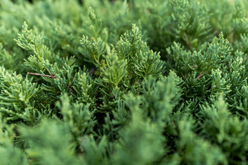 常緑樹トベラの生け垣と開花