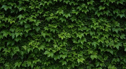 Lush green ivy and leaves creating a dense, natural texture covering a solid wall, suitable for eco-friendly design backgrounds, organic, exterior, growth