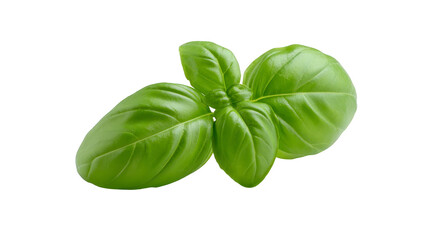 Obraz premium Fresh basil leaf isolated on transparency background, vibrant green color, aromatic herb, perfect for cooking, Italian cuisine, healthy ingredient, natural and organic