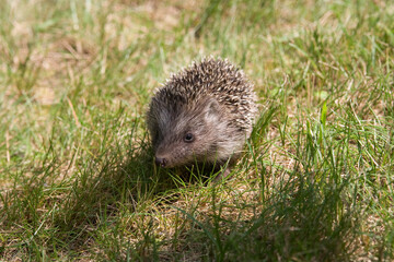 Little hedgehog running on the green grass