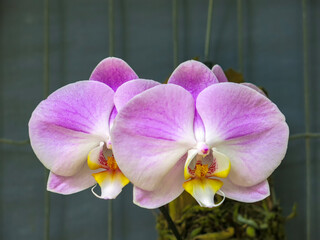 Orqu&iacute;dea IMG_0140