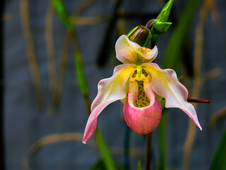 Orquídea IMG_0141
