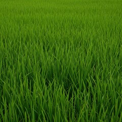 Obraz premium Lush, dense, and vibrant green rice stalks growing densely in a flooded agricultural field, symbolizing fresh harvest and abundance, vibrant, grain, background