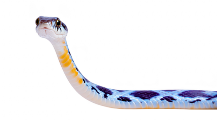 Snake with blue and black spots long slender body yellow and white underbelly isolated on transparency background curious expression detailed scales wildlife reptile nature animal