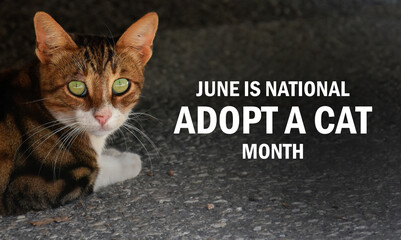 June is National Adopt a Cat Month poster stock photo images. Feral cat on the street photo. Template for background, banner, card. Important day