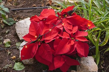Red poinsettia flowers decorated for Christmas