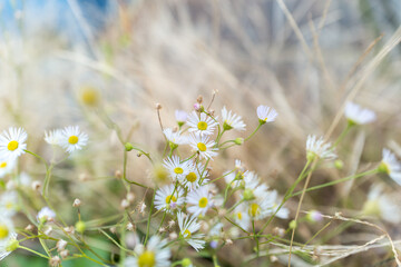 風になびくヒメジョオンの白い花と淡いドライグラス