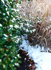 December snow on Holly bush and ornamental grass
