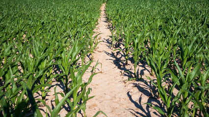 Naklejka premium Cornfield Rows Under Bright Sunlight