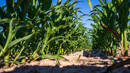 Corn Fields Under Clear Blue Sky