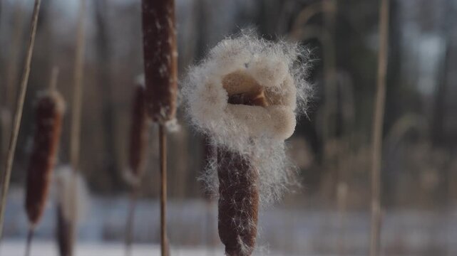 Adult cattails reed plants disperse seeds by the frozen lake shore on a sunny winter day