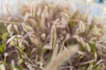 光と影のコントラスト：秋の草花