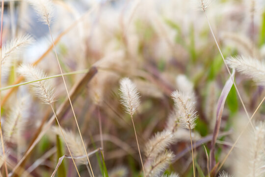 そよ風に揺らぐ自然のテクスチャ
