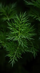 A close up shot of vibrant green fresh dill sprigs showing the feathery leaves used for flavoring food, cooking, and pickling ,culinary ,leaves ,raw