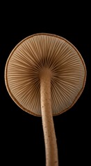 A detailed view of the delicate underside of a wild mushroom, showing the intricate, radiating structure of the fungal gills in forest habitat ,macro ,wild ,stalk