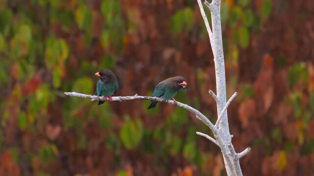Couple an oriental dollarbird perched among tree branches at morning. Big fly as breakfast.