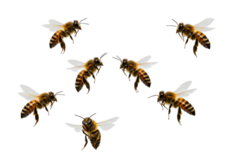 Seven honey bees flying in different directions, showcasing their intricate details, fuzzy bodies, and delicate wings in a dynamic composition.