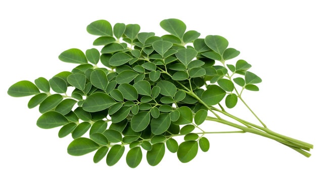 Fresh moringa leaves close up detailed view isolated on transparent background