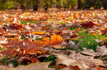 Fallen autumn leaves as a background. A city park on a bright autumn morning, sunlight and shadows, yellow and golden autumn leaves on the trees, beautiful nature.