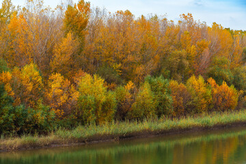 Obraz premium beautiful autumn landscape with river and forest, yellow leaves on trees, cloudy weather