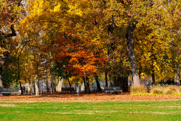 city park on a bright autumn morning, sunlight and shadows on a glade with green grass, yellow and golden autumn leaves on the trees as background, beautiful nature © soleg